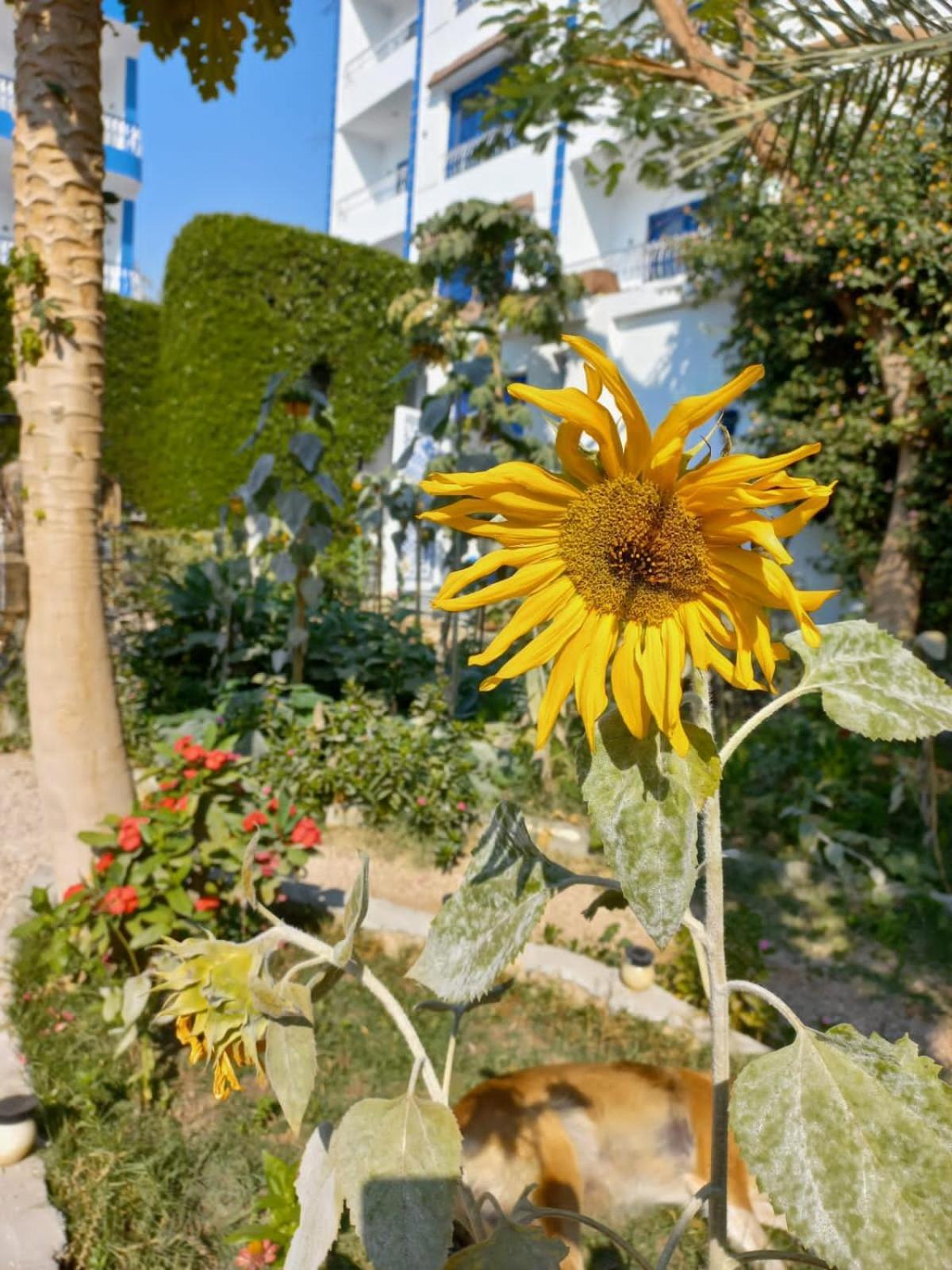 Villa Kaslan Apartments Luxor Kültér fotó
