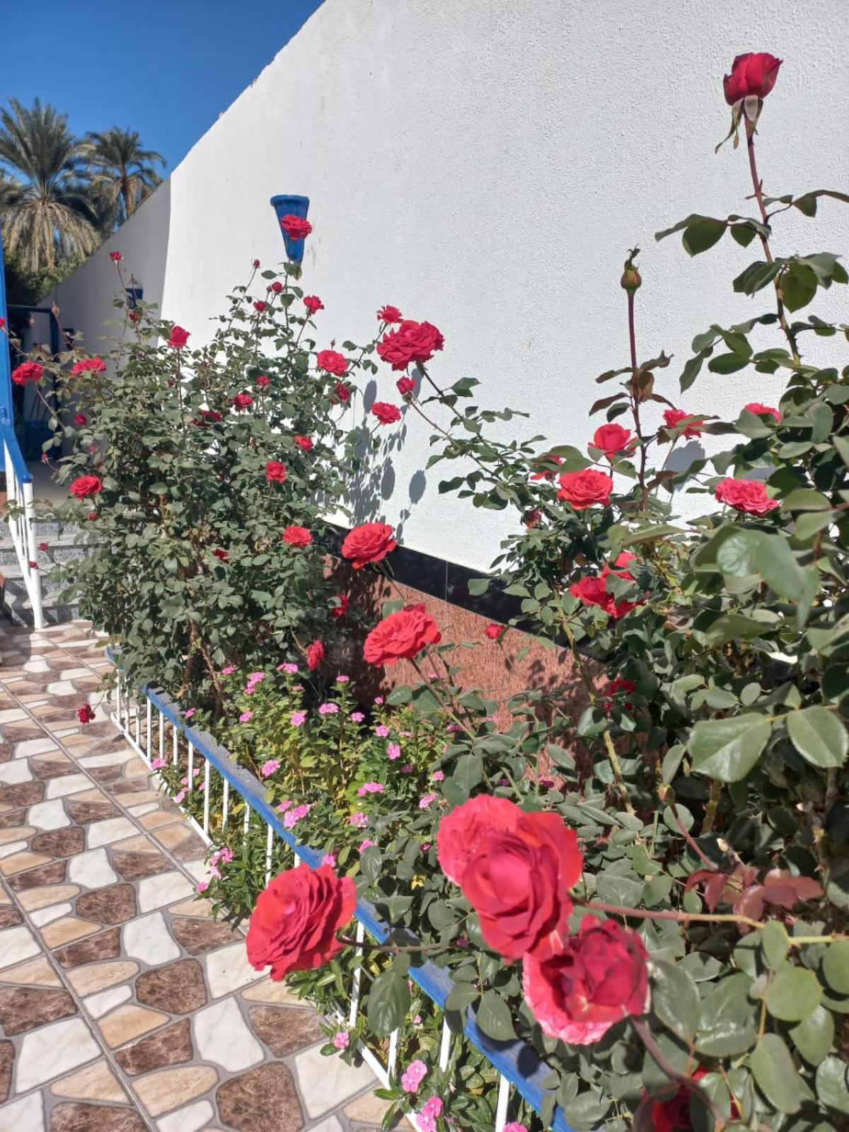 Villa Kaslan Apartments Luxor Kültér fotó